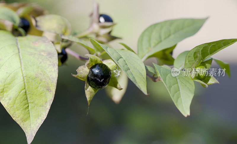 致命的茄(Atropa bella-donna)浆果